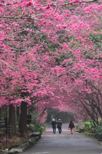 日月潭4处赏樱点 九族花海开到极致 - 中时电子报