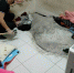 水泥封尸案》水泥坟墓曝光！铁槌敲开尸臭扑鼻而来 - 中时电子报