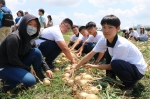 农委会力推「农业打工」林聪贤领150名学生下田採洋葱 - 中时电子报